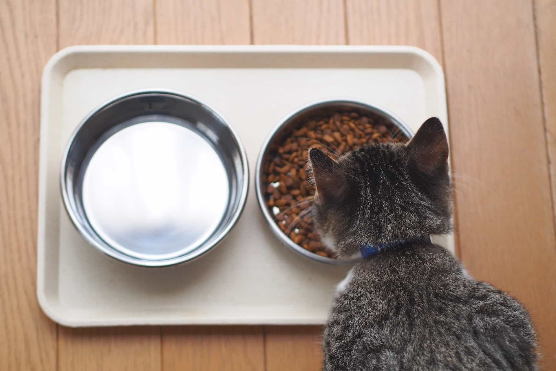 Кошка ест корм из миски